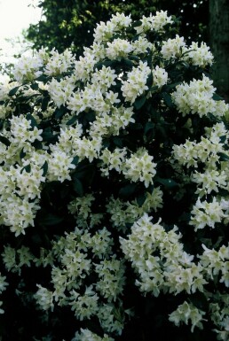 Rhododendron Rhododendron 'Cunningham's White' Pot Rhododendron 'Cunningham's White' arbuste