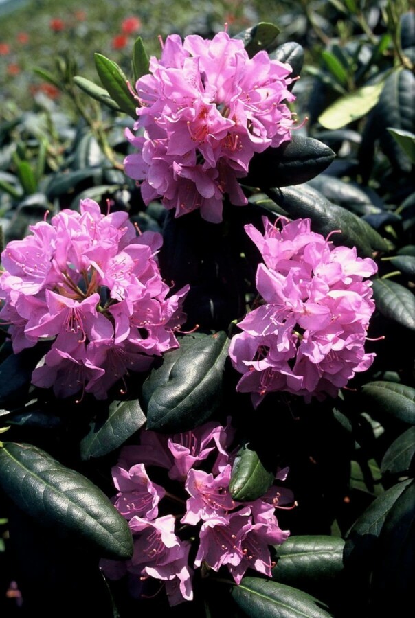 Rhododendron Rhododendron 'Roseum Elegans' arbuste 30-40 C5 Rhododendron 'Roseum Elegans' arbuste 30-40 cm