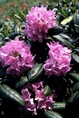 Rhododendron Rhododendron 'Roseum Elegans' arbuste 30-40 C5 Rhododendron 'Roseum Elegans' arbuste 30-40 cm