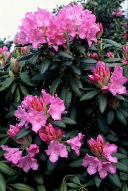 Rhododendron Rhododendron 'Roseum Elegans' arbuste 30-40 C5 Rhododendron 'Roseum Elegans' arbuste 30-40 cm