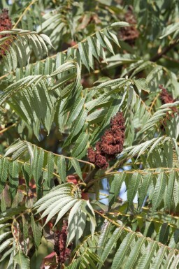 Rhus typhina 'Dissecta'