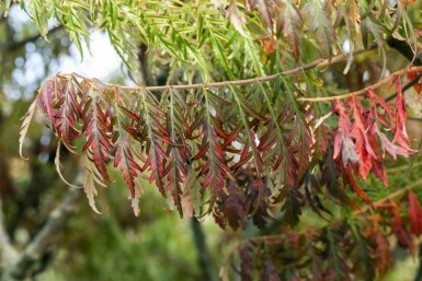 Rhus typhina 'Tiger Eyes'