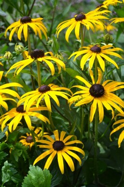 Rudbeckie brillante Rudbeckia fulgida 'Goldsturm' Pot Rudbeckia fulgida 'Goldsturm'