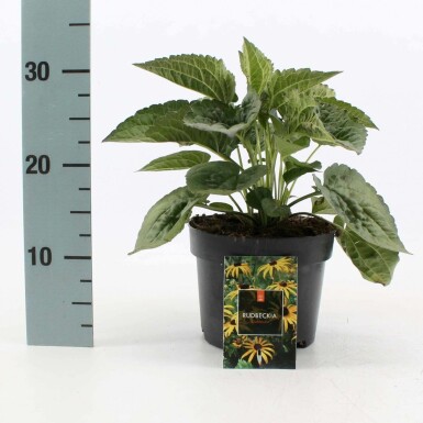 Rudbeckie brillante Rudbeckia fulgida 'Goldsturm' Pot Rudbeckia fulgida 'Goldsturm'