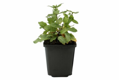 Sauge des bois Salvia nemorosa 'Ostfriesland' Pot Salvia nemorosa 'Ostfriesland'
