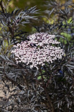 Sureau noir Sambucus nigra 'Black Lace' Pot Sambucus nigra 'Black Lace'