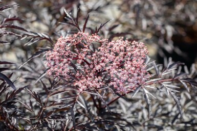 Sureau noir Sambucus nigra 'Black Lace' Pot Sambucus nigra 'Black Lace'