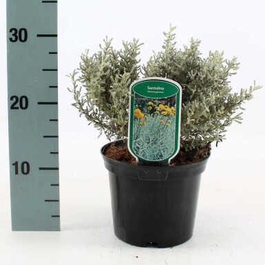 Santoline faux cyprès Santolina chamaecyparissus Pot Santolina chamaecyparissus