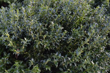 Sarcococca Sarcococca confusa Pot Sarcococca confusa