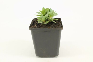 Orpin Sedum 'Herbstfreude' Pot Sedum 'Herbstfreude'