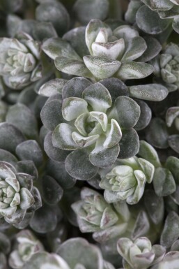 Orpin spatulé Sedum spathulifolium 'Cape Blanco' Pot Sedum spathulifolium 'Cape Blanco'
