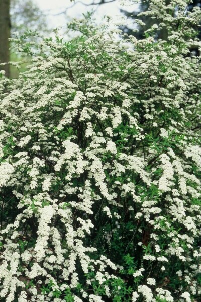 spirée Spiraea cinerea 'Grefsheim' arbuste 50-60 C3 Spiraea cinerea 'Grefsheim' arbuste 50-60 cm