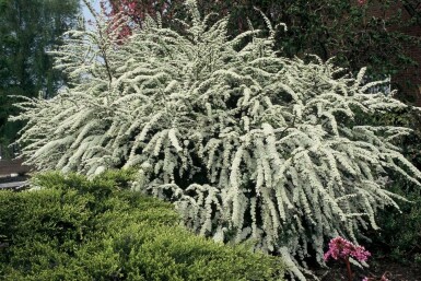 Spirée Spiraea × cinerea 'Grefsheim' Pot Spiraea × cinerea 'Grefsheim'