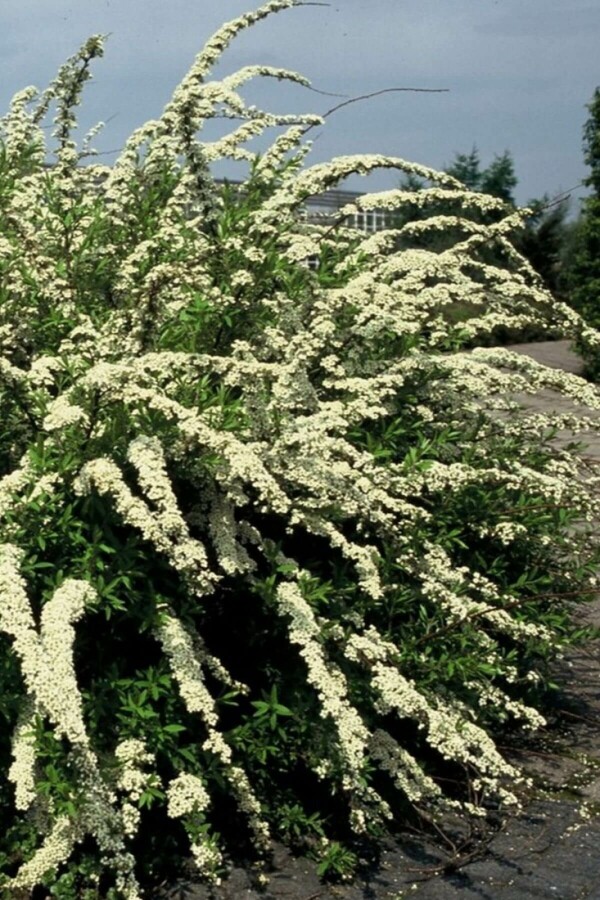 spirée Spiraea cinerea 'Grefsheim' arbuste 50-60 C3 Spiraea cinerea 'Grefsheim' arbuste 50-60 cm