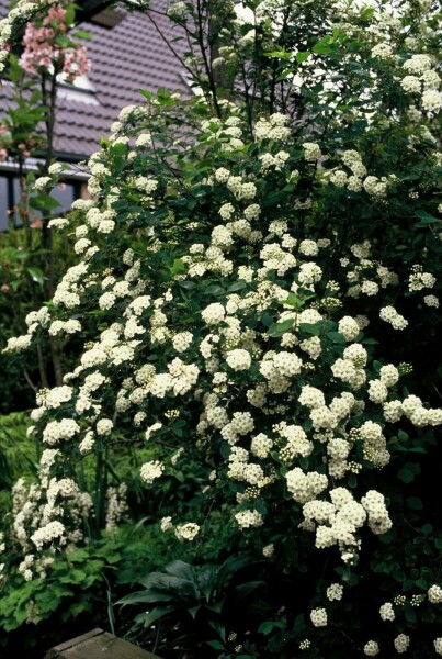 Spiraea × vanhouttei C3 60-80