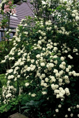 Spirée de van houtte Spiraea vanhouttei Pot Spiraea vanhouttei arbuste