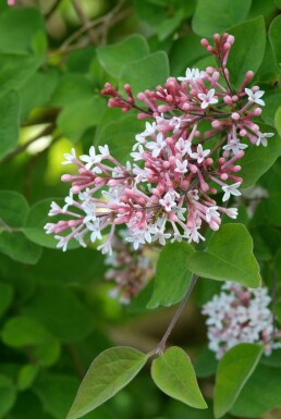 lilas à petites feuilles Syringa microphylla 'Superba' arbuste 50-60 C3 Syringa microphylla 'Superba' arbuste 50-60 cm