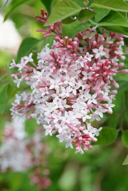 Syringa microphylla 'Superba' C7,5 80-100