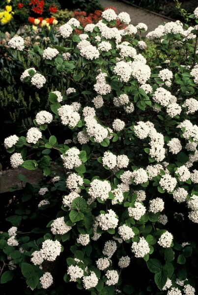 Viorne de Carles Viburnum carlesii Pot Viburnum carlesii arbuste