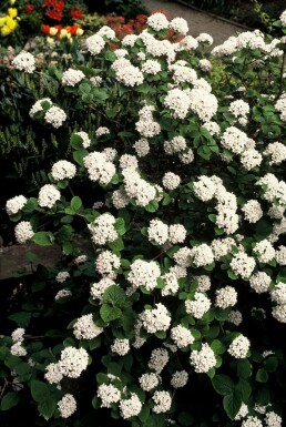 Viorne de Carles Viburnum carlesii Pot Viburnum carlesii arbuste