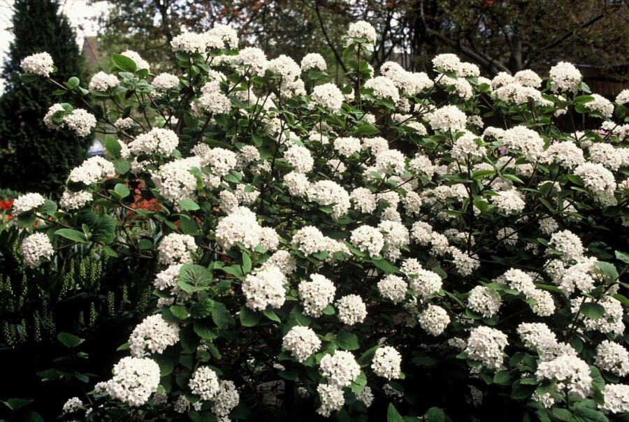 Viorne de Carles Viburnum carlesii Pot Viburnum carlesii arbuste