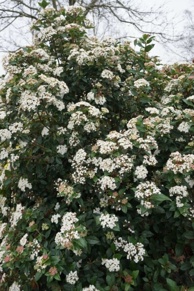 viorne tin Viburnum tinus arbuste 20-25 C2,5 Viburnum tinus arbuste 20-25 cm