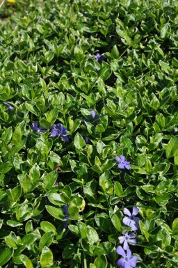 Pervenche mineure Vinca minor 'Ralph Shugert' 5-10 Pot 9x9 cm (P9) Vinca minor 'Ralph Shugert'