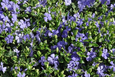 Pervenche mineure Vinca minor 'Ralph Shugert' 5-10 Pot 9x9 cm (P9) Vinca minor 'Ralph Shugert'