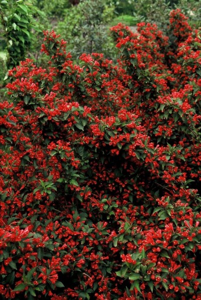 Weigela 'Red Prince' C3,5 40-50