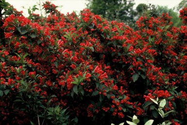 Weigela 'Red Prince' C3,5 40-50