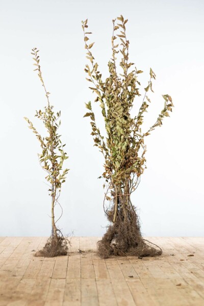 Charme Commun Carpinus Betulus 100-125 cm
