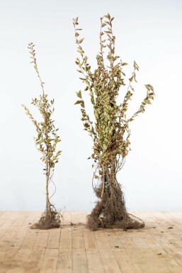 Charme commun Carpinus betulus Haie 100-125 Racines nues Charme Commun Carpinus Betulus 100-125 cm