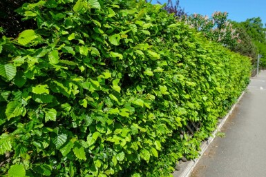 Charme commun Carpinus betulus Haie 100-125 Racines nues Charme Commun Carpinus Betulus 100-125 cm