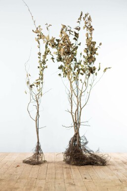 Charme Commun Carpinus Betulus 125-150 cm