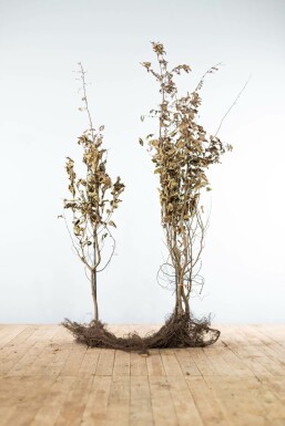 Charme commun Carpinus betulus Haie 175-200 Racines nues Charme Commun Carpinus Betulus 175-200 cm