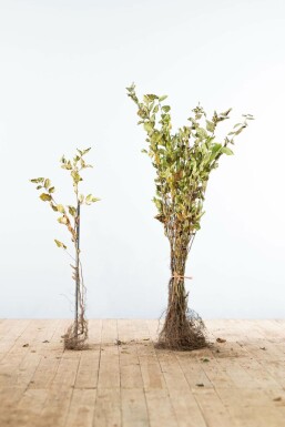Charme commun Carpinus betulus Haie 60-80 Racines nues Charme Commun Carpinus Betulus 60-80 cm