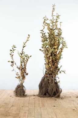 Charme commun Carpinus betulus Haie 80-100 Racines nues Charme Commun Carpinus Betulus 80-100 cm