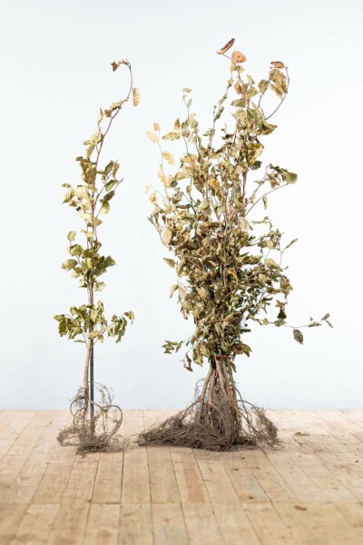 Hêtre Commun Fagus Sylvatica 100-125 cm