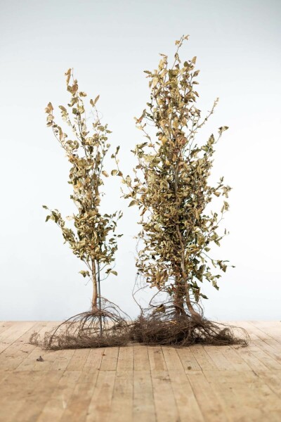 Hêtre Commun Fagus Sylvatica 150-175 cm