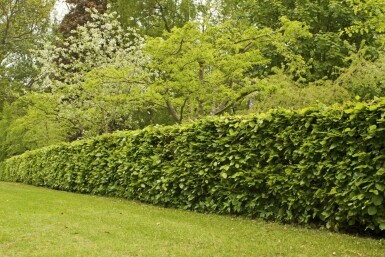 Hêtre Commun Fagus Sylvatica 40-60 cm