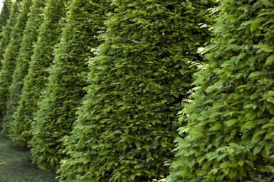 Hêtre Commun Fagus Sylvatica 40-60 cm