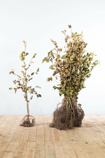 Hêtre Commun Fagus Sylvatica 80-100 cm