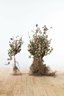 HĂȘtre des forĂȘts Fagus sylvatica 'Atropunicea' Haie 40-60 Racines nues HĂȘtre Pourpre Fagus Sylvatica Purpurea 40-60 cm