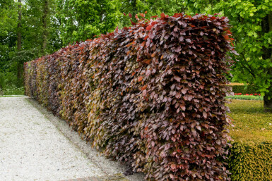 Hêtre Pourpre Fagus Sylvatica Purpurea 60-80 cm