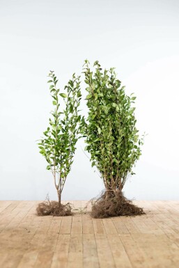 Troène de Californie / Ligustrum Ovalifolium