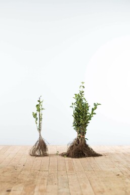 Troène à feuilles ovales Ligustrum ovalifolium Haie 40-60 Racines nues Troène de Californie / Ligustrum Ovalifolium 40-60 cm