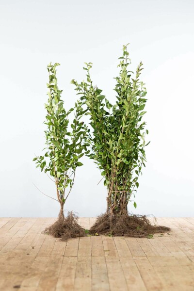 Troène de Californie / Ligustrum Ovalifolium 80-100 cm