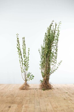 Troène commun Ligustrum vulgare 'Atrovirens' Haie 100-125 Racines nues Troène / Ligustrum Vulgare Atrovirens 100-125 cm