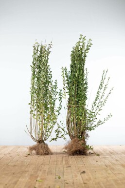 Troène commun Ligustrum vulgare 'Atrovirens' Haie 125-150 Racines nues Troène / Ligustrum Vulgare Atrovirens 125-150 cm