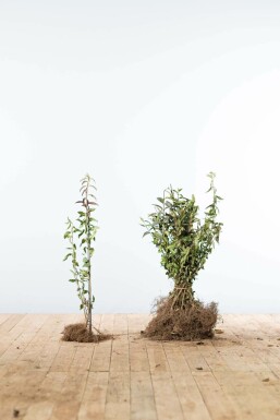 Troène commun Ligustrum vulgare 'Atrovirens' Haie 40-60 Racines nues Troène / Ligustrum Vulgare Atrovirens 40-60 cm